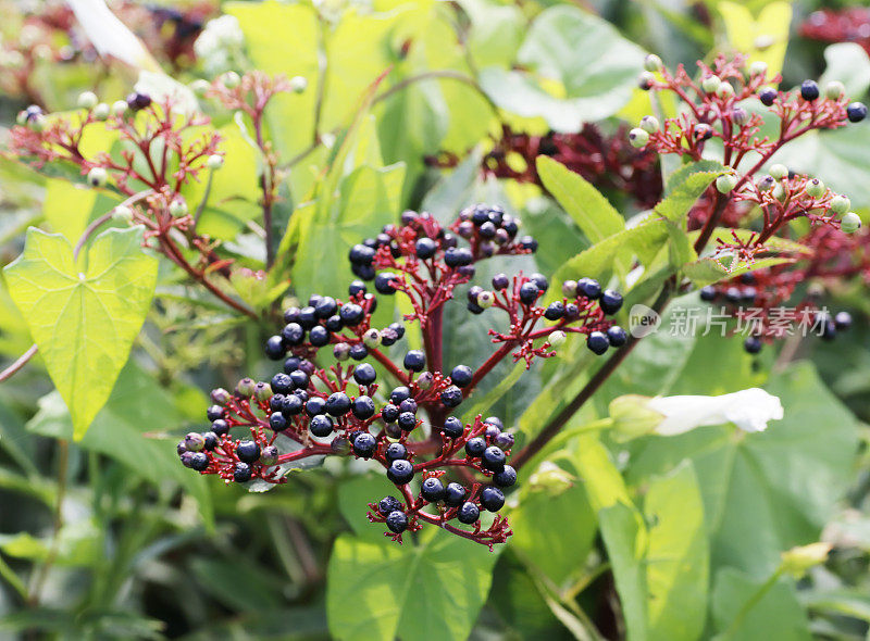 矮接骨木，丹参(Sambucus ebulus)浆果